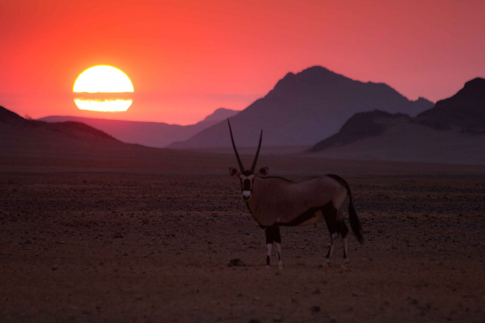 Desert oryx